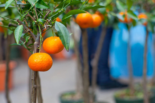 Tangerine夜店上的樹