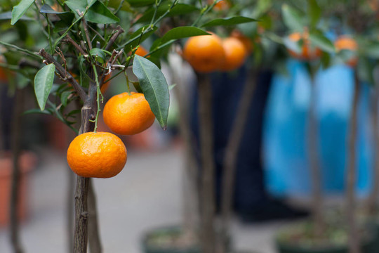 Tangerine夜店上的樹