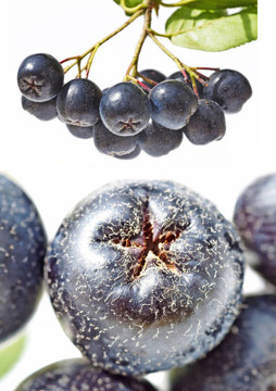 野櫻桃；Aronia melanocarpa