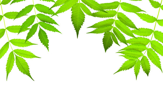 綠色邊框與白色隔離的復(fù)制空間