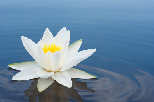 白禮來湖