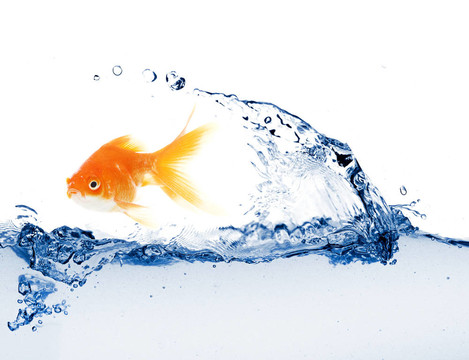 金色的魚