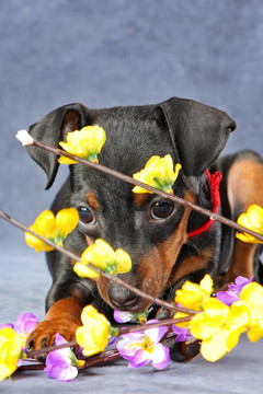 迷你杜賓犬的小狗