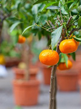 Tangerine夜店上的樹