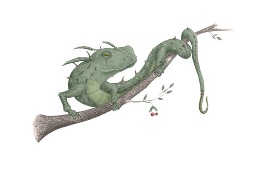 蜥蜴