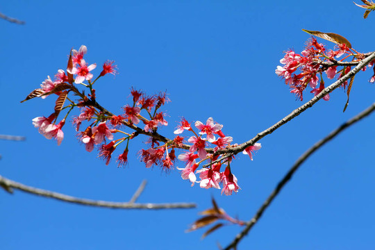 藍(lán)天和粉紅櫻花