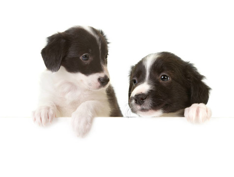 邊境牧羊犬幼犬一卡