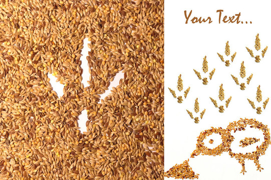 農(nóng)業(yè)主題卡片上的種子和鳥類足跡