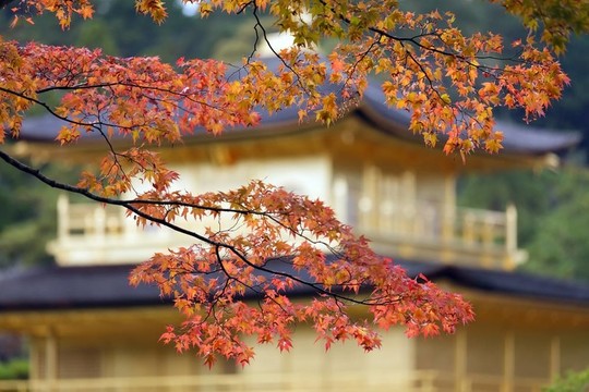 日本的秋天的顏色