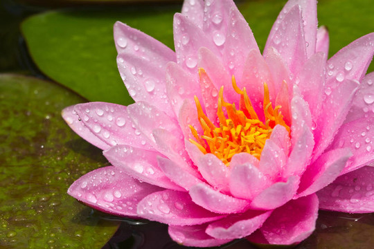 蓮花