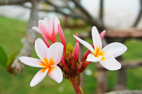熱帶花卉；leelavadee