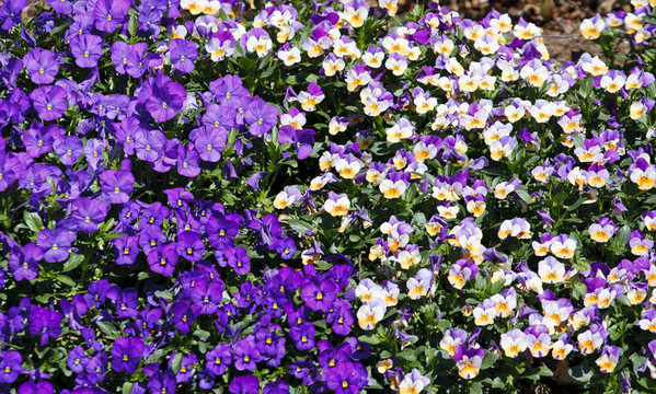 白色和紫色的花在陽(yáng)光明媚的花園