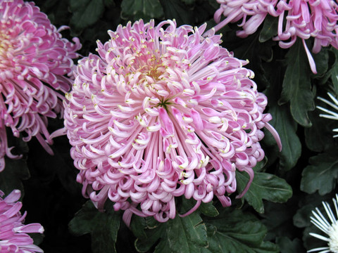 菊花