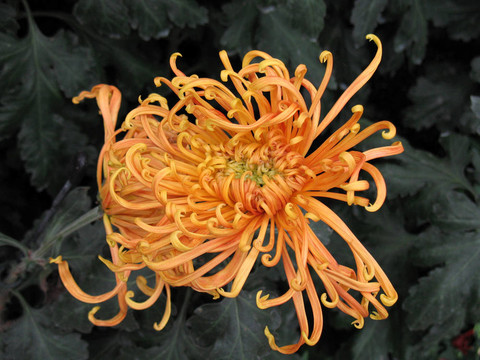 菊花