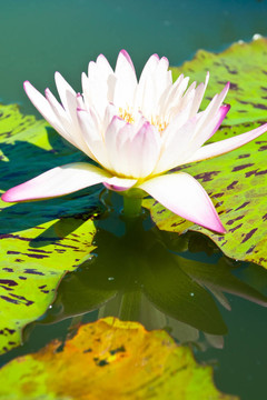 蓮花