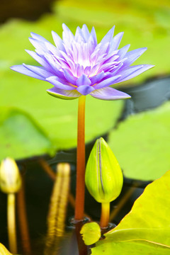 蓮花
