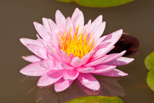 蓮花