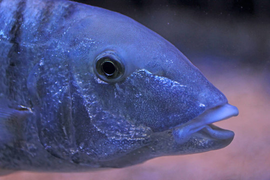 關(guān)閉一條藍(lán)色的魚