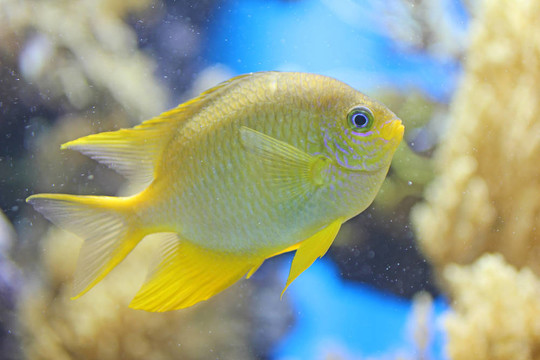 藍(lán)色背景中的黃色魚