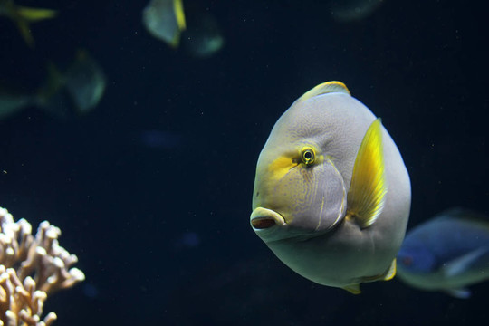 大圓形的魚
