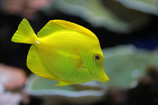 特洛夫魚