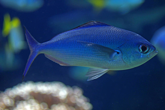 海洋中的藍(lán)色魚