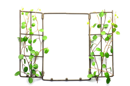 植物框架