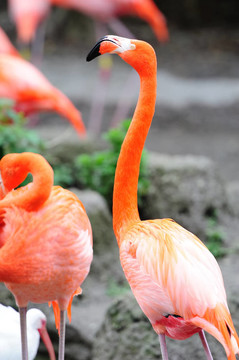 在邁阿密動(dòng)物園的火烈鳥