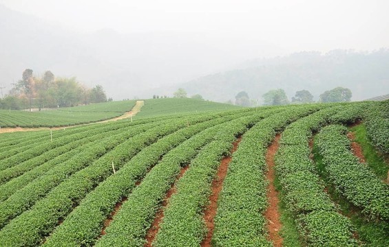 茶園。