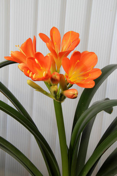 花序