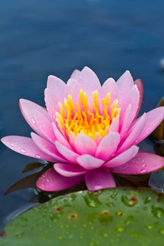 蓮花