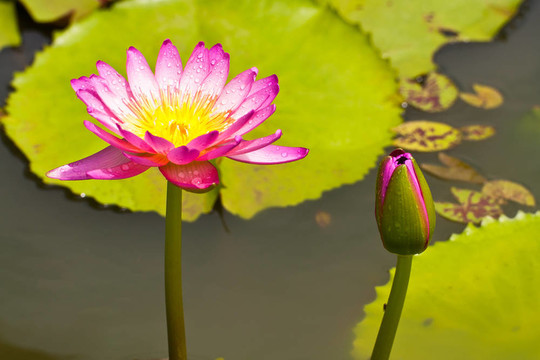 蓮花