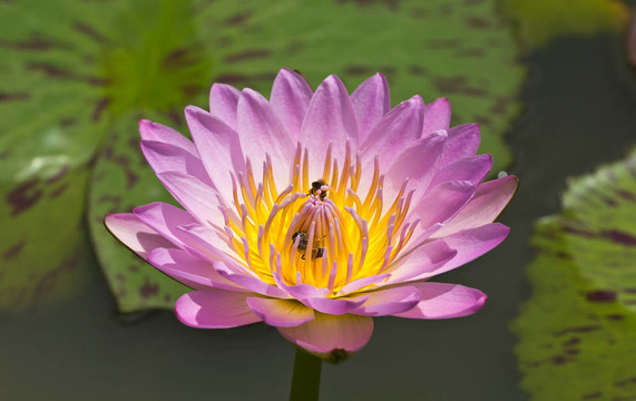 蓮花