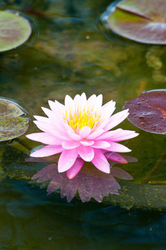 蓮花
