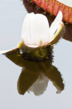 蓮花