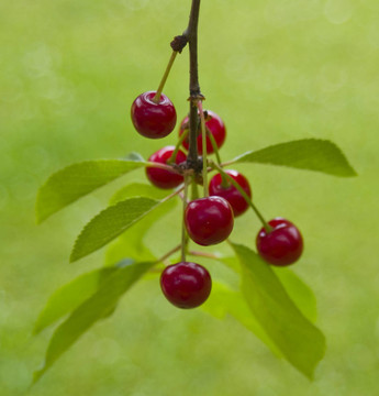 紅櫻桃樹上長枝