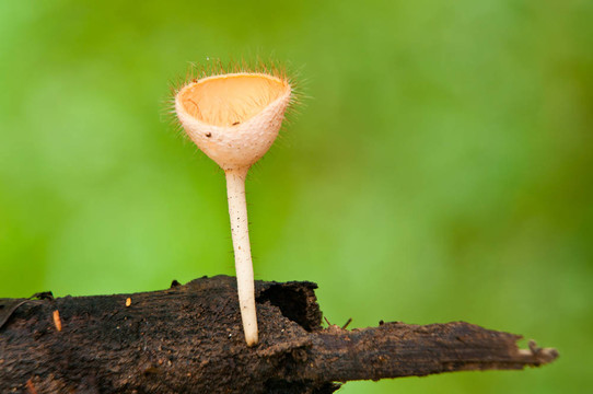 橘子燒杯蘑菇或香檳蘑菇