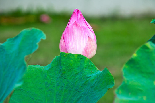 蓮花