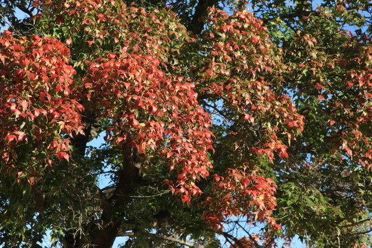 楓葉初紅