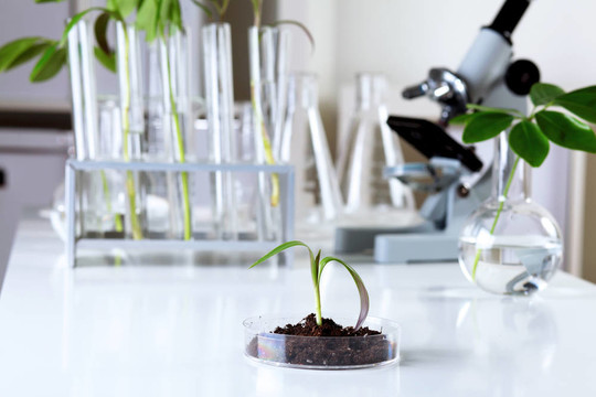 在綠色植物生物學(xué)實驗室