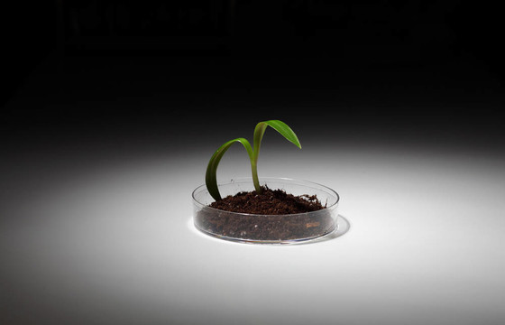 桌上的小綠色植物