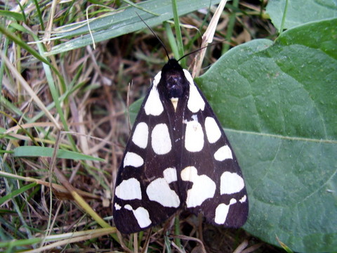 奶油斑Tiger Moth