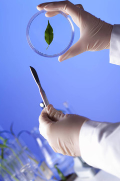 在綠色植物生物學實驗室