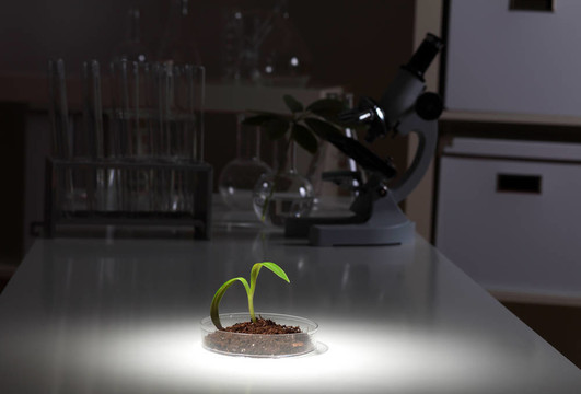 桌上的小綠色植物