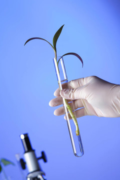 在綠色植物生物學(xué)實(shí)驗(yàn)室
