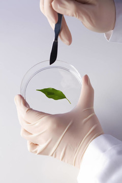 在綠色植物生物學(xué)實驗室