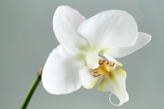蘭花。