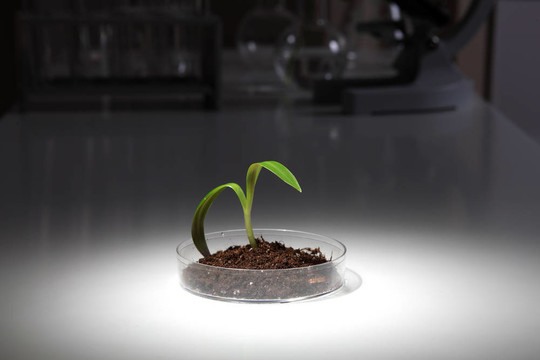 桌上的小綠色植物