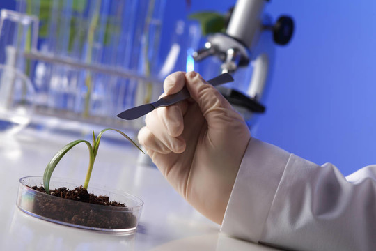 在綠色植物生物學實驗室