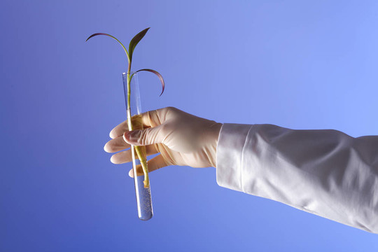 在綠色植物生物學(xué)實驗室